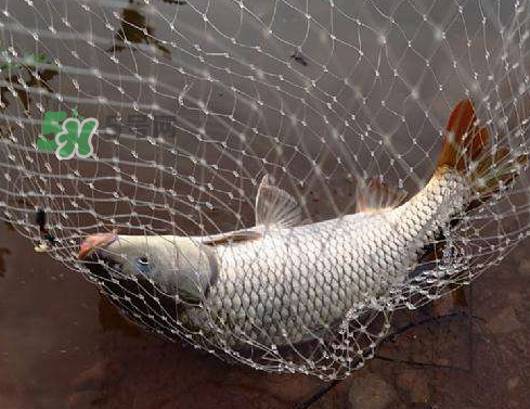 八月份釣魚(yú)用什么料好？八月份釣什么魚(yú)？