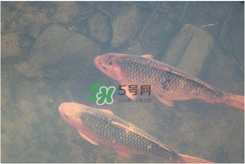 八月份釣魚(yú)用什么料好？八月份釣什么魚(yú)？