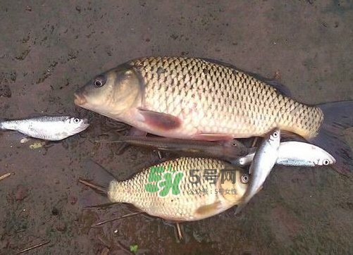 八月份釣魚(yú)用什么料好？八月份釣什么魚(yú)？