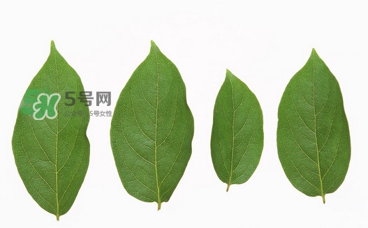 柿子葉能治胃病嗎？柿子葉什么時(shí)候采最好