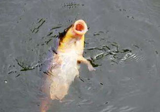 八月份釣魚(yú)用什么料好？八月份釣什么魚(yú)？