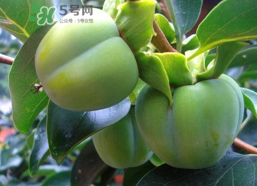 柿子葉能降血糖嗎？青柿子的功效與作用