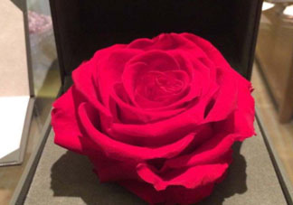 roseonly怎么看真假？roseonly真假對(duì)比