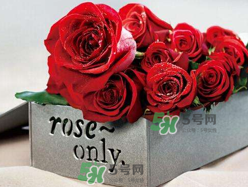 roseonly怎么看真假？roseonly真假對比