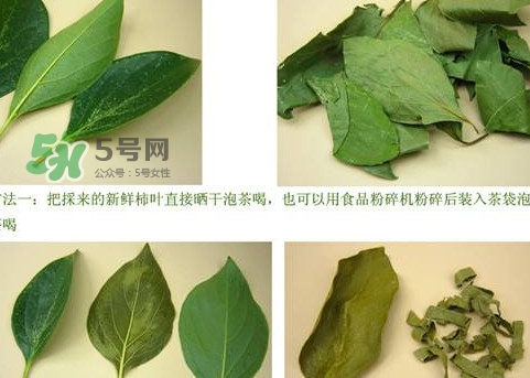 柿子葉能治胃病嗎？柿子葉什么時(shí)候采最好