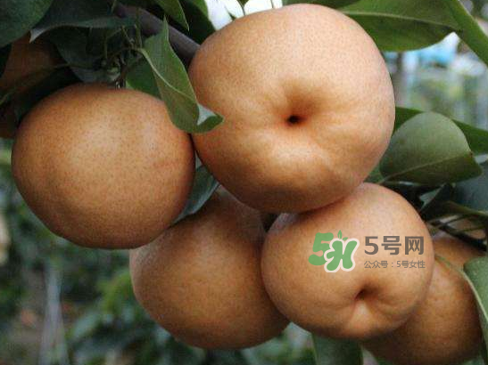 2017豐水梨多少錢一斤？豐水梨價(jià)格