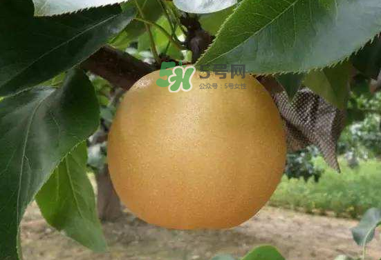 豐水梨什么時(shí)候上市？豐水梨幾月份成熟？