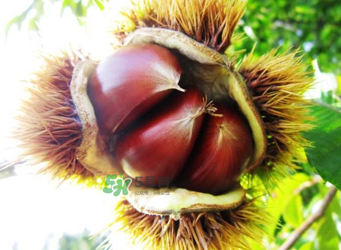 板栗能補(bǔ)腎嗎？板栗補(bǔ)腎陰還是腎陽？