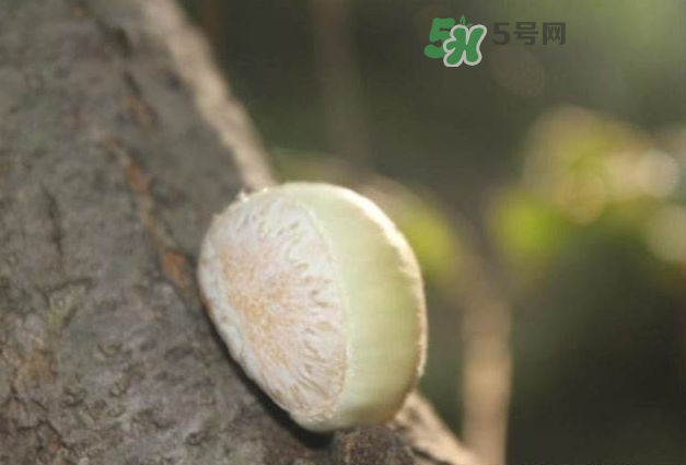 嫩板栗怎么保存？嫩板栗保存方法