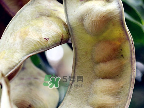 皂角米可以直接煮嗎？皂角米和什么一起煮好