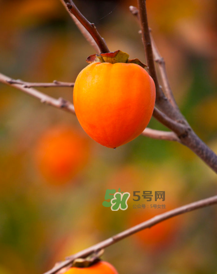 脆柿子好吃還是軟柿子好吃？脆柿子和軟柿子哪個好吃？