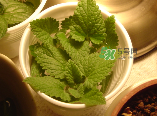 貓薄荷人能吃嗎？貓薄荷能吃嗎？