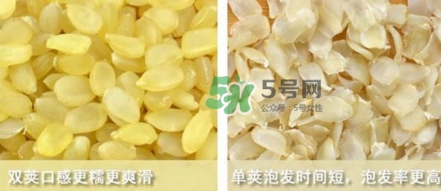 皂角米吃了有什么好處？皂角米的功效與作用
