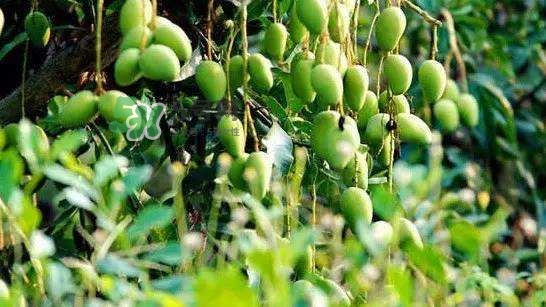 孕晚期能吃芒果嗎？孕晚期吃了很多芒果對(duì)胎兒好嗎？