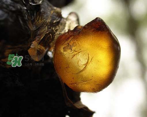 桃膠什么顏色的好？桃膠顏色深色好還是淺色好