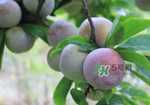 芙蓉李多少錢(qián)一斤？芙蓉李價(jià)格
