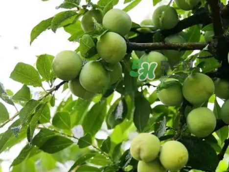 芙蓉李多少錢(qián)一斤？芙蓉李價(jià)格