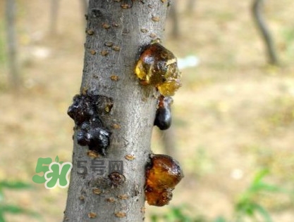 桃膠是桃樹上的膠嗎？桃膠是什么味道