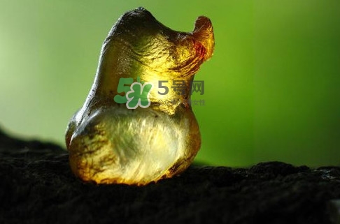 桃膠幾月份可以采摘？桃膠幾歲小孩能吃