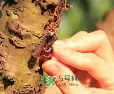 桃膠適合什么人吃？吃桃膠會上火嗎？