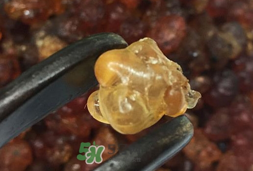 桃膠幾月份可以采摘？桃膠幾歲小孩能吃