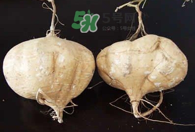 涼薯是什么東西？涼薯是地瓜嗎？