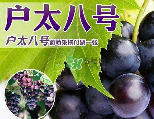 戶太八號多少錢一斤？戶太八號為什么在全國很有名？