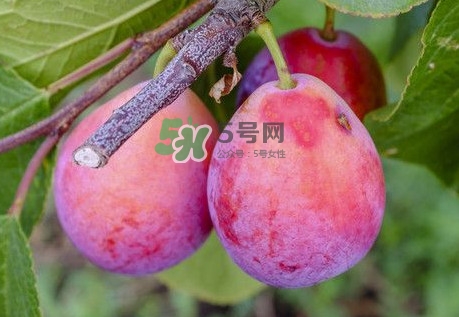 新鮮西梅怎么保存？西梅的保存方法
