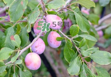 新鮮西梅怎么保存？西梅的保存方法