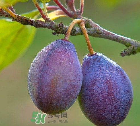 吃西梅上火嗎？新鮮西梅怎么吃