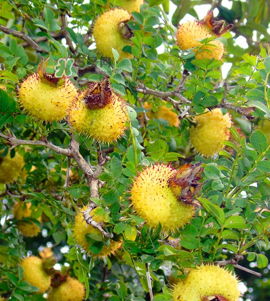 刺梨泡茶能經(jīng)常喝嗎？刺梨泡水喝禁忌多