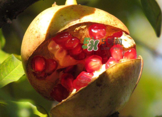 石榴為什么會(huì)裂開(kāi)？石榴裂果是怎么回事？