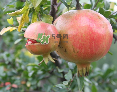 石榴為什么會(huì)爛？石榴怎么存放不會(huì)爛？