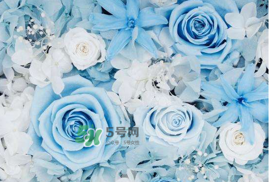 野獸派永生花會(huì)死嗎？野獸派永生花是什么？