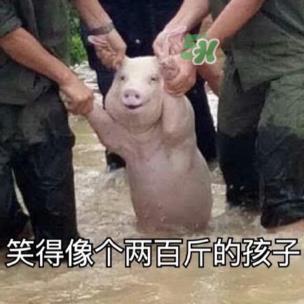 網(wǎng)紅小豬表情包為什么火了？網(wǎng)紅小豬表情包怎么火的？