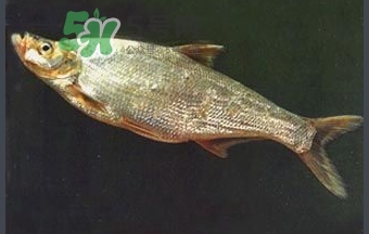 刁子魚是秋刀魚嗎？刁子魚是海魚嗎？