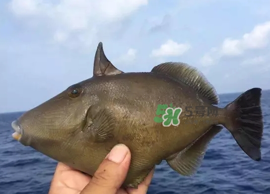 剝皮魚是什么魚？剝皮魚是深海魚嗎