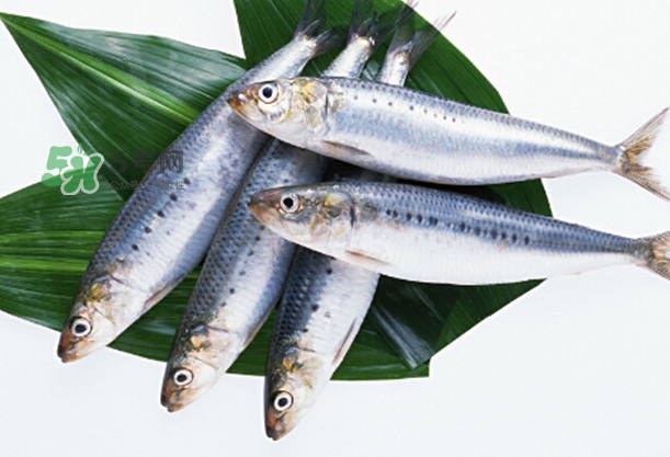 沙丁魚和秋刀魚有什么不一樣？秋刀魚和沙丁魚的區(qū)別