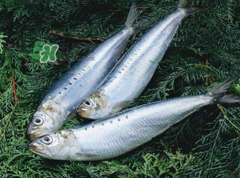 沙丁魚和秋刀魚有什么不一樣？秋刀魚和沙丁魚的區(qū)別