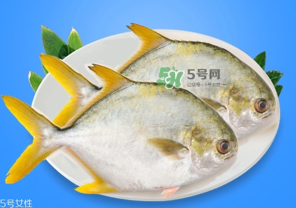 金鯧魚是海魚嗎？金鯧魚的刺多嗎？