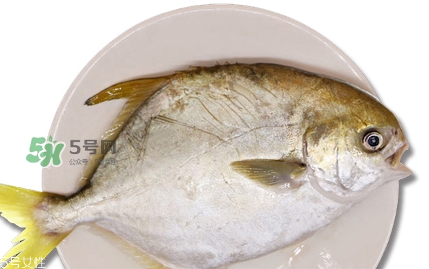 金鯧魚是海魚嗎？金鯧魚的刺多嗎？