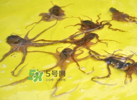 章魚會咬人嗎？章魚會吃人嗎