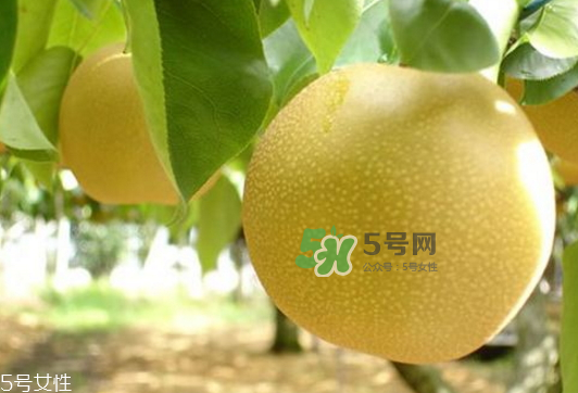 貢梨可以做冰糖雪梨嗎？貢梨可以燉川貝嗎？