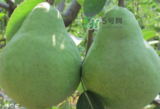 巴梨怎么吃？巴梨是熱性還是涼性的？