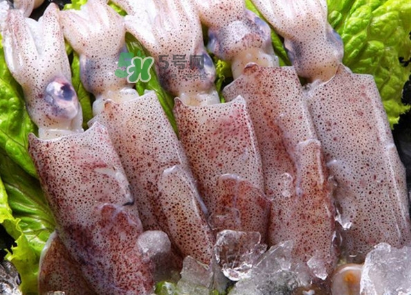 筆管魚是魷魚嗎？筆管魚和魷魚的區(qū)別