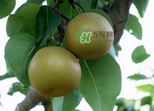 沙梨孕婦可以吃嗎？沙梨的功效與作用