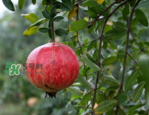 河陰石榴什么時(shí)候成熟？河陰石榴多少錢一斤？