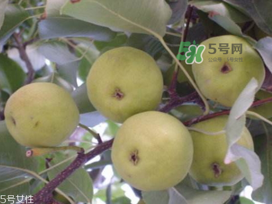 沙梨怎么做才好吃？沙梨的熱量