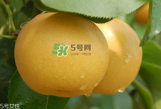 圓黃梨好吃嗎？圓黃梨的功效與作用