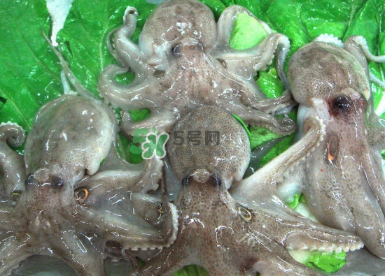 章魚會咬人嗎？章魚會吃人嗎